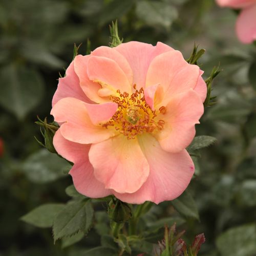 Rosa mit apricosenstich - bodendecker rosen